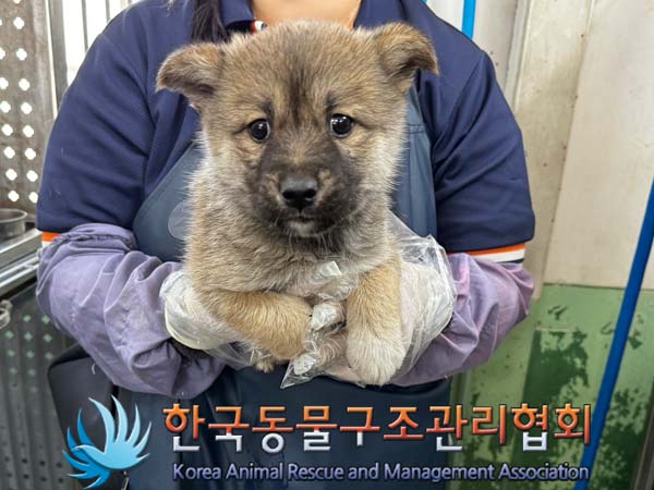 한국동물구조관리협회_411310202400311